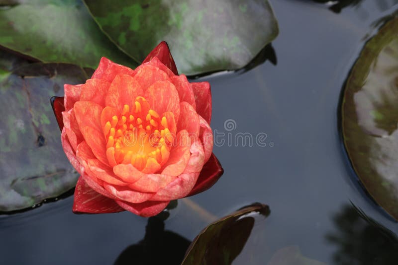 Sqweezeland Photographer profile