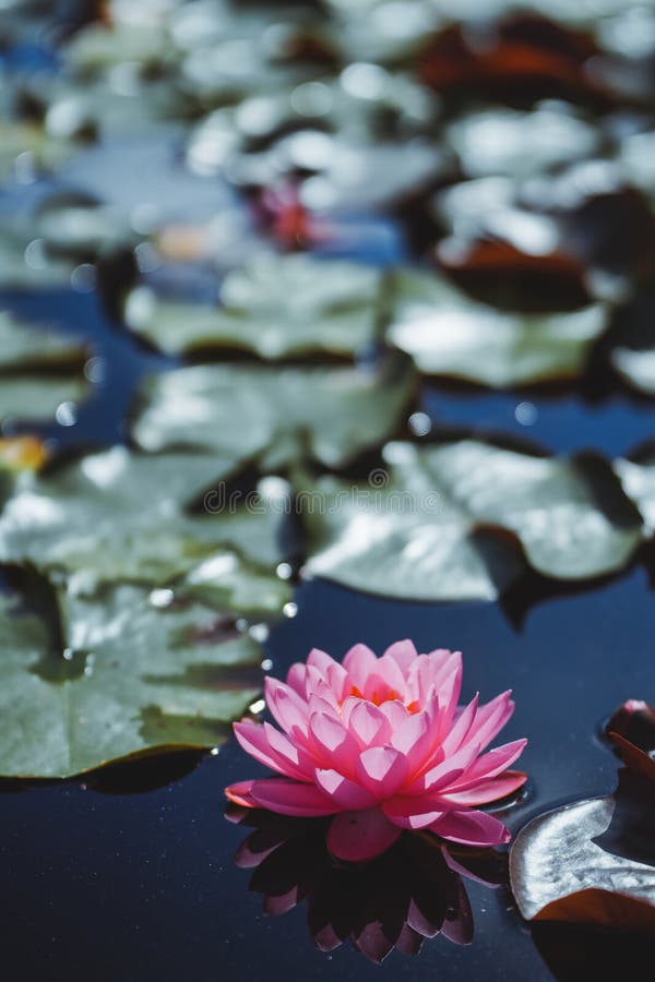 Red Lotus Flowers Blooming in the Pond in Summer Stock Image Image of