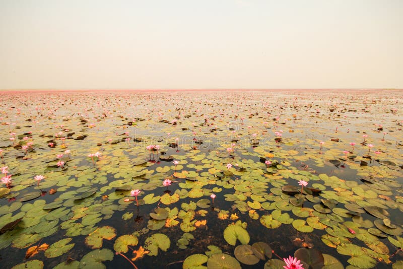 Red Lotus in the Pond at Kumphawapi, Udonthani, Thailand Stock Photo