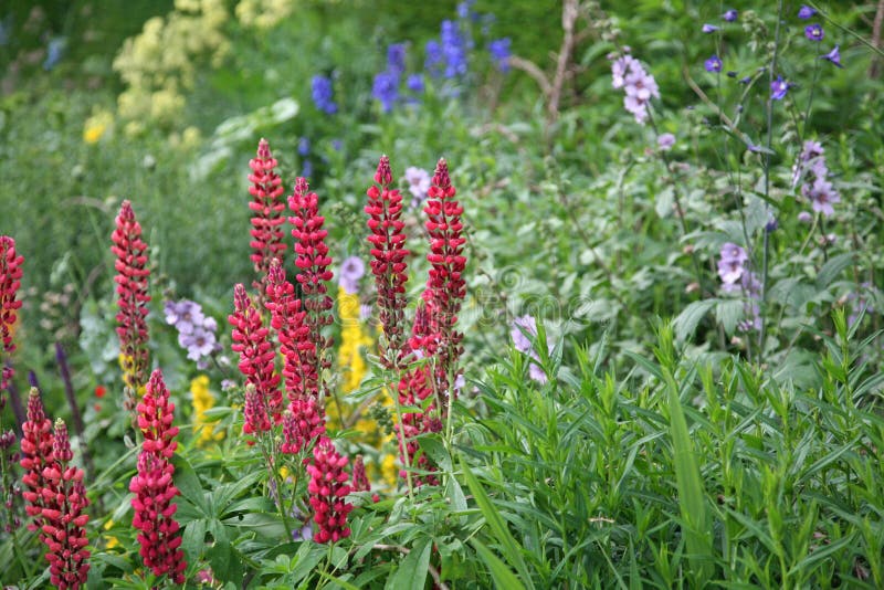 Red Lupins Growing in an old English Garden Border royalty free stock photos Red Lupins Growing in an old English Garden Border royalty free stock photos