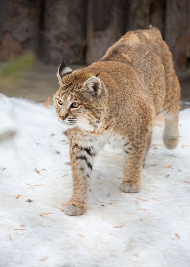 red lynx stock photo image of species hair animal 78016258 lynx size