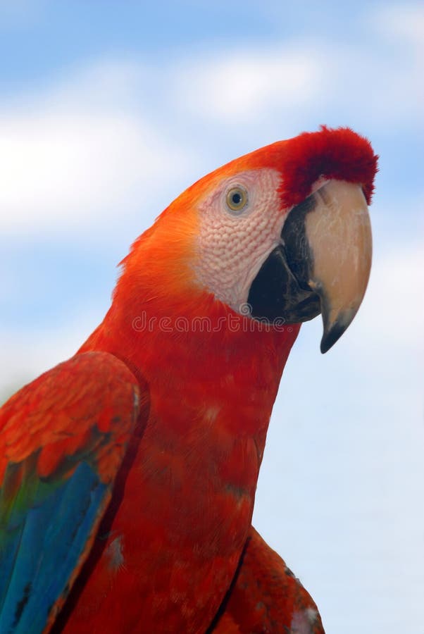 A red macaw