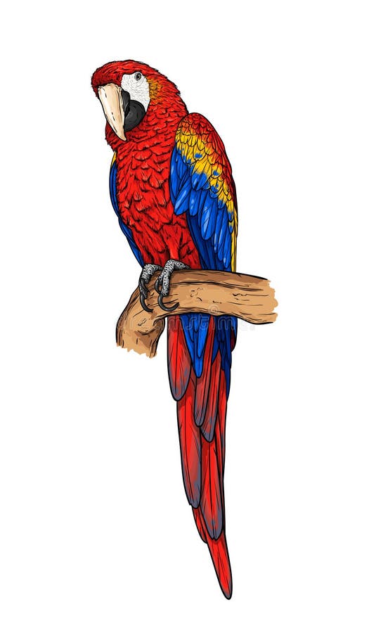 Red Macaw Ara Parrot Stock Vector Illustration Of Cartoon 118432498