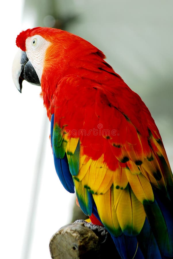 Red Macaw Bird