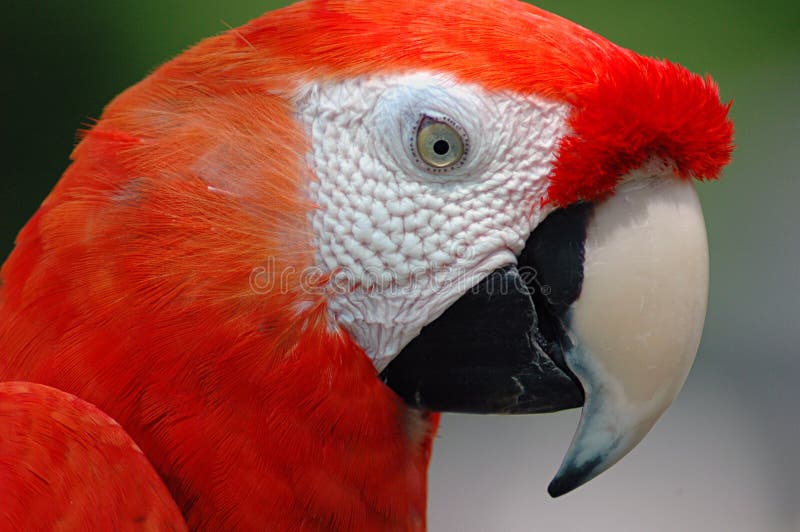 Red Macaw Parrot