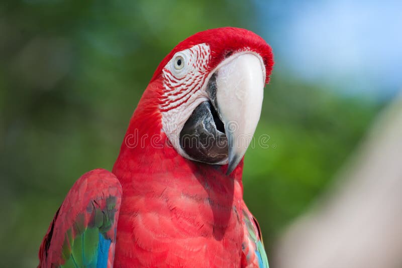 Red Macaw perched on a tree