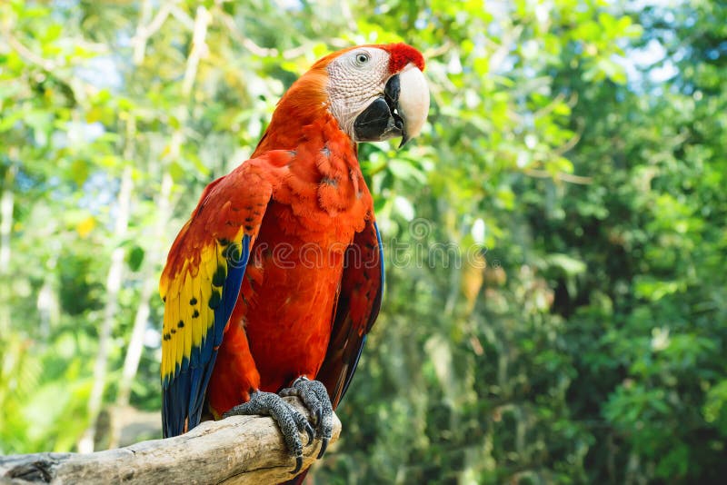 Red macaw or scarlet macaw Ara macao with green sunny jungle background in Macaw Mountain Bird Park, Copan Ruinas, Honduras