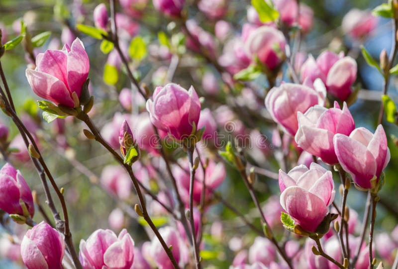 Red magnolia flowers stock image. Image of season, beautiful 110277841