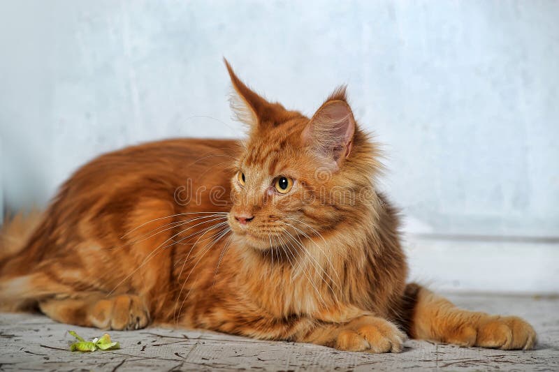 Red Classic Tabby Maine Coon Cat Stock Photos Free & RoyaltyFree