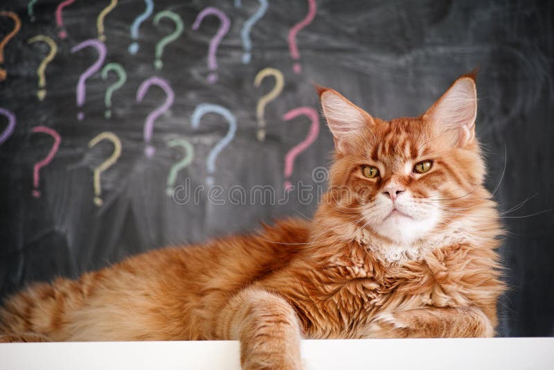 Cat Question Mark Photos - Free & Royalty-Free Stock Photos from Dreamstime