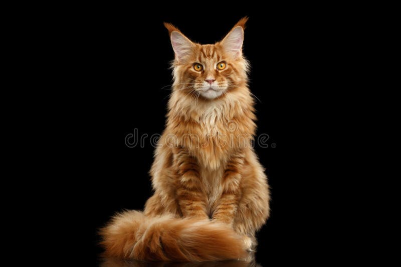 Red Maine Coon Cat Sitting with Furry Tail Isolated Black