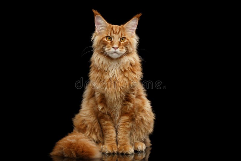 Red Maine Coon Cat Sitting with Furry Tail Isolated Black