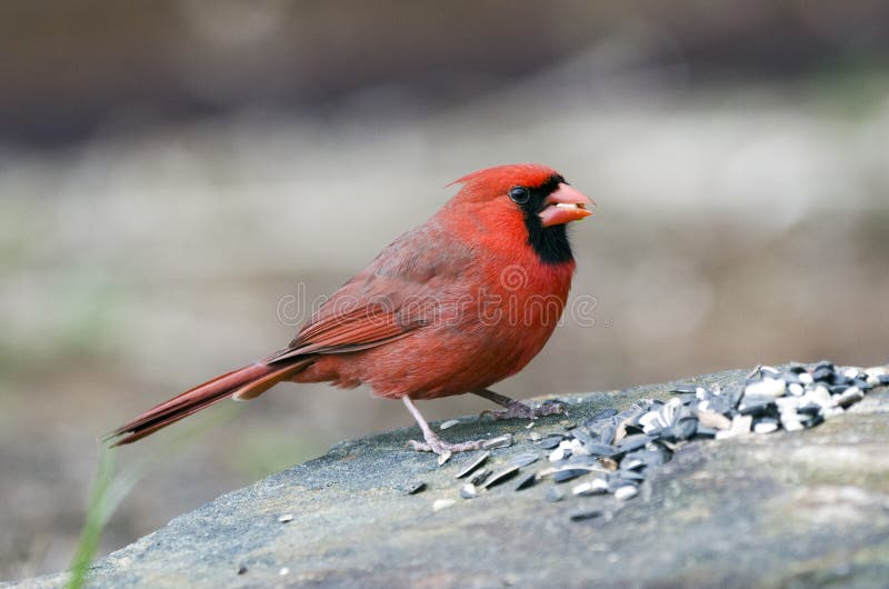 Red male Northern Cardinal bird eating seed, Athens GA, USA