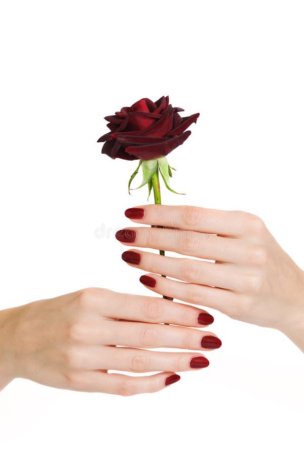 Red manicure and rose