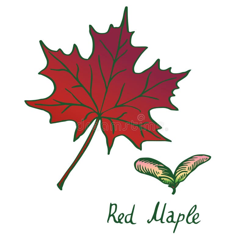 Red Maple Acer rubrum Leaf and samaras, hand drawn doodle, sketch