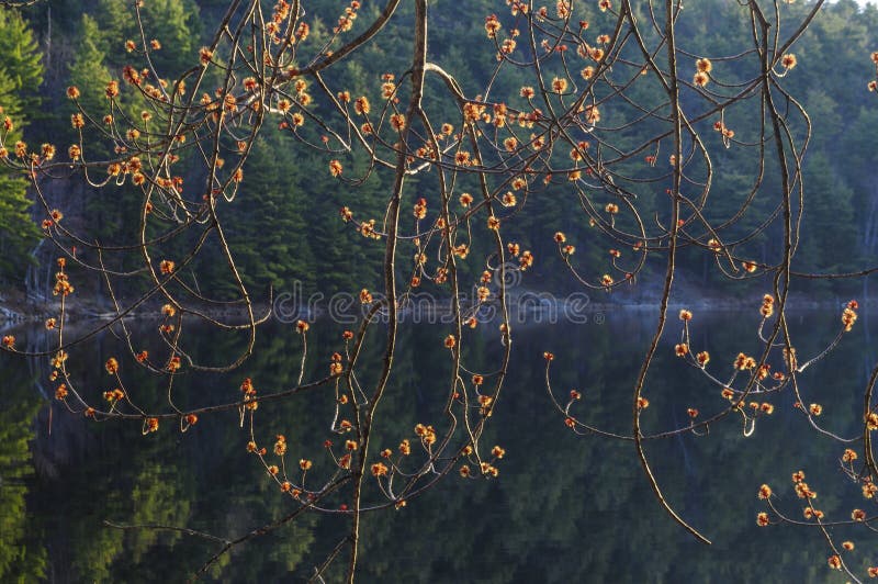 Red Maple Buds In Spring, Rock Pond, Adirondack Forest Preserve, New York USA