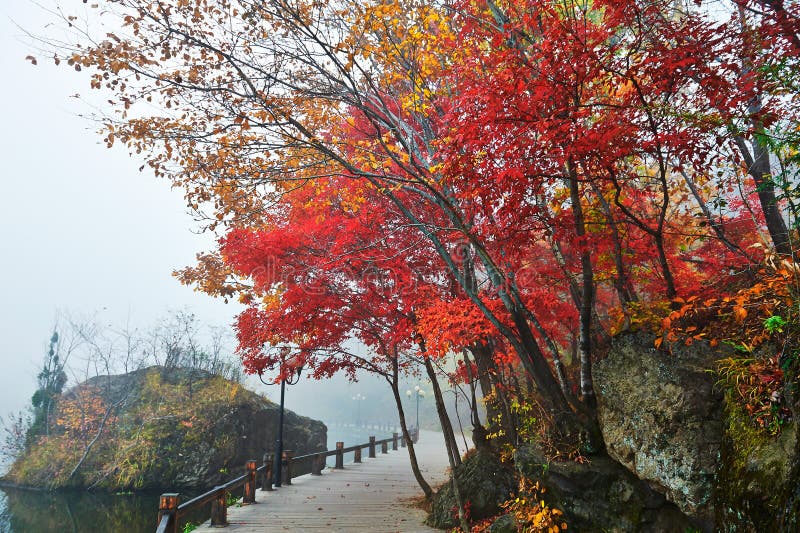 Red maple lakeside