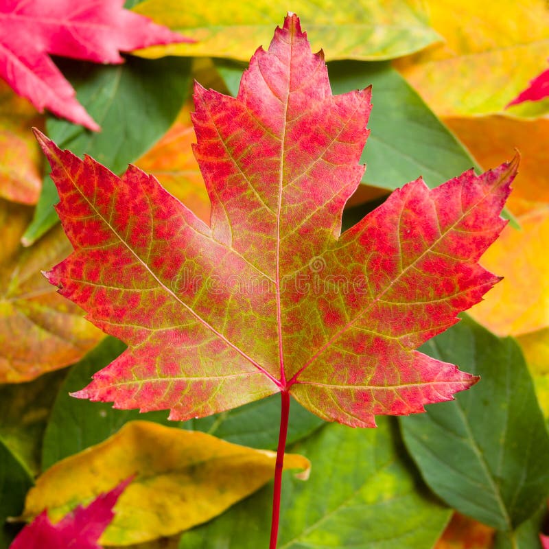 Red maple leaf stock photo. Image of plants, seasons - 26904098