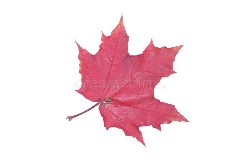 Red maple leaf