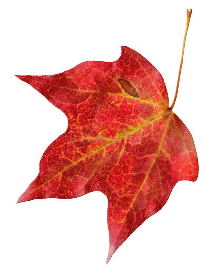 Red Maple Leaf