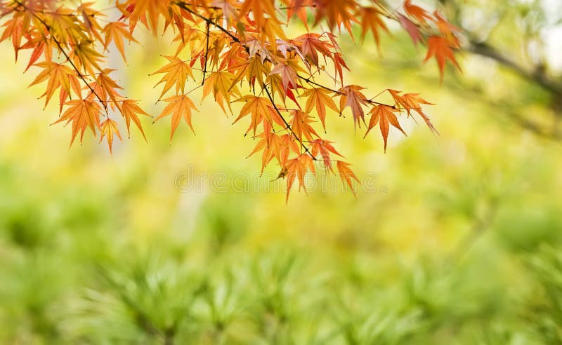 Red maple leaf