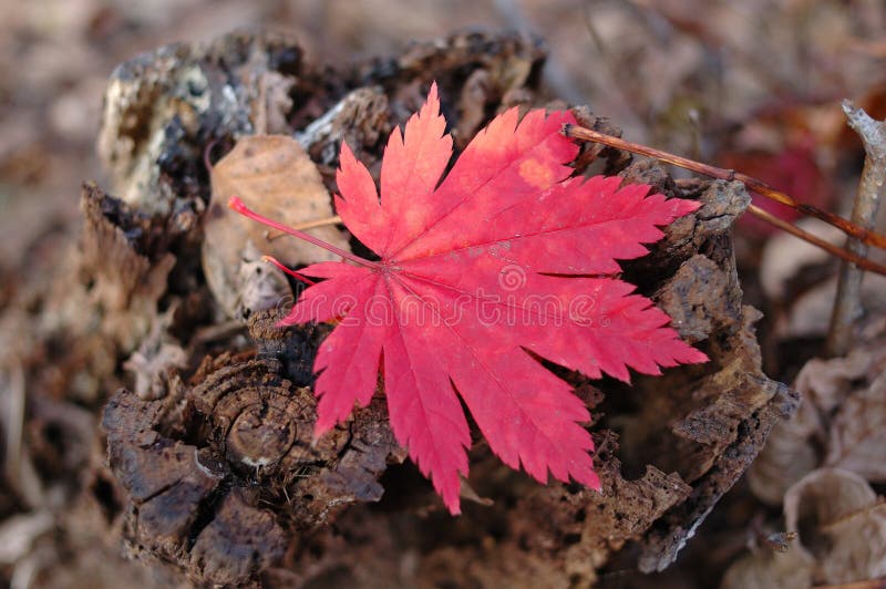 Red maple leaf on autumn ground.