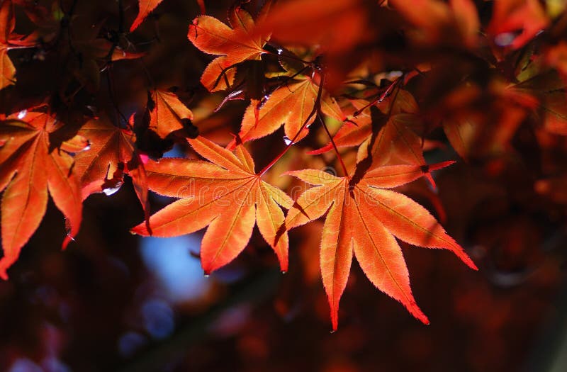 Red maple leaf background