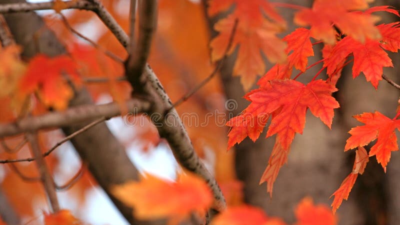 Red maple leaf on branch