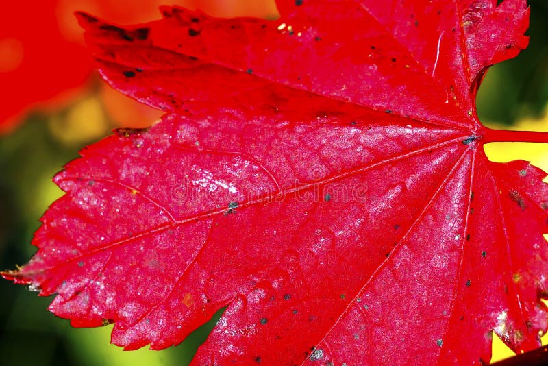 Red Maple Leaf Close Up Yellow Gold Lake Snoqualme Pass Washington