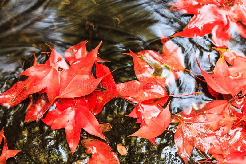 Red maple leaf during fall