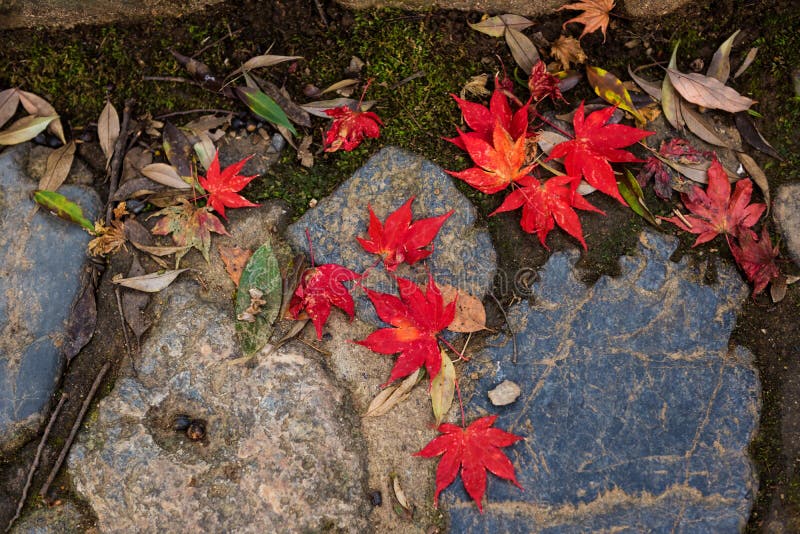 Red maple leaf falling on ground