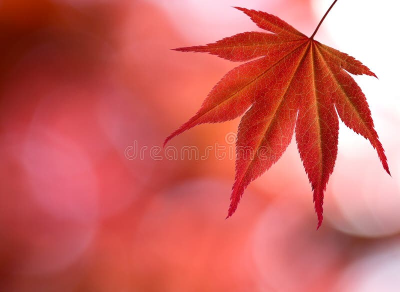 The red maple leaf in forest