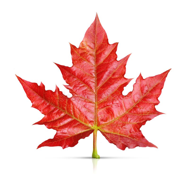 Red maple leaf isolated