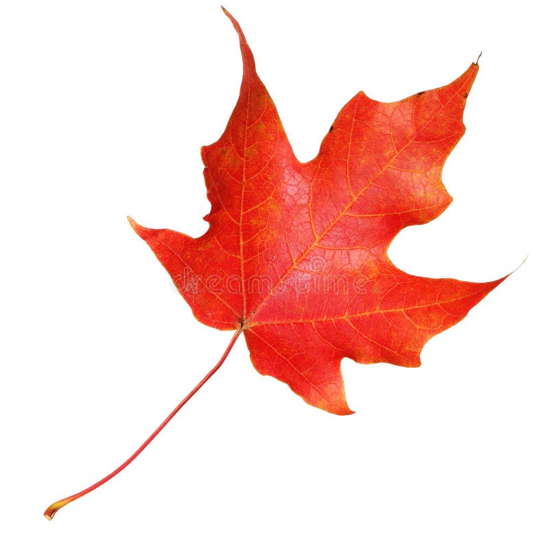 Red maple leaf isolated on white background. Fall