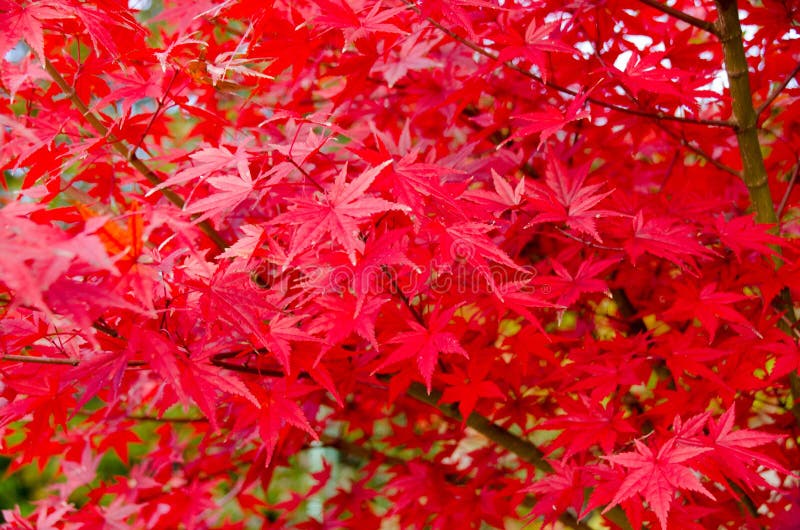 Red maple leaf, maple tree blurred background