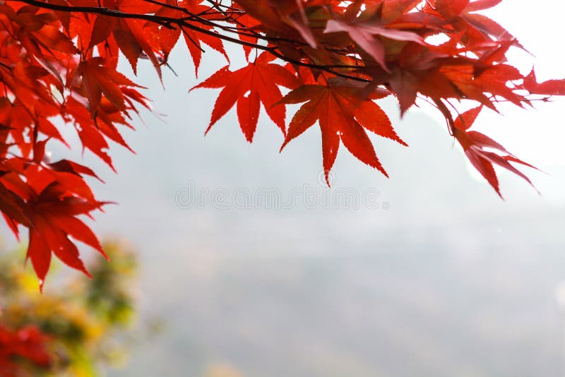 1 213 Red Maple Leaf South Korea Autumn Photos Free Royalty Free Stock Photos From Dreamstime