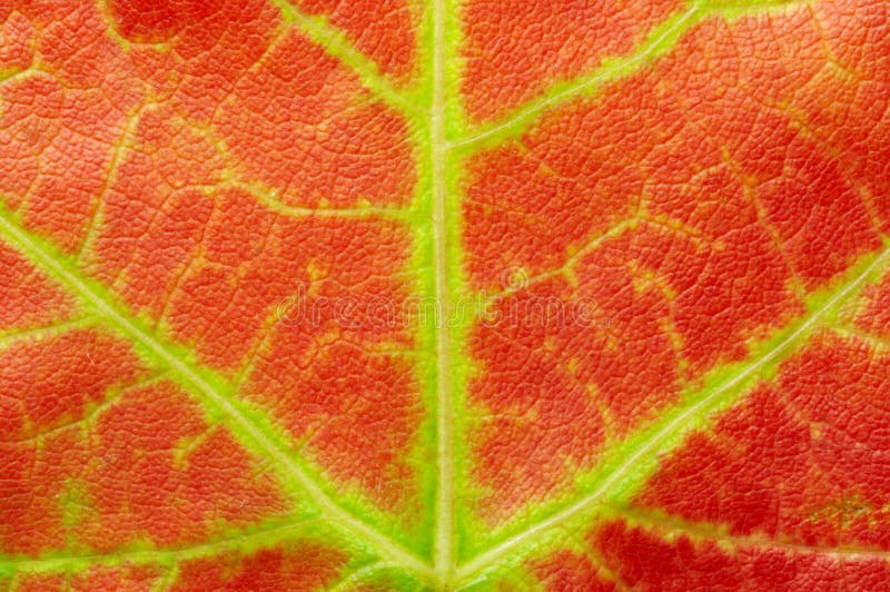 Red maple leaf texture