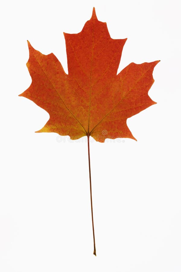 Red Maple leaf on white.