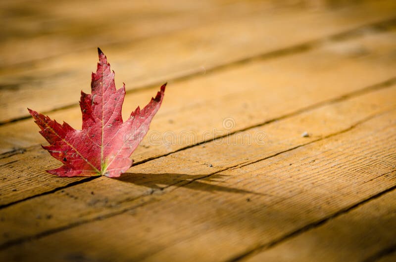 Red maple leaf on wood