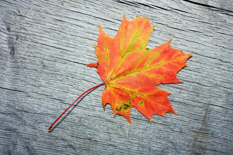 Red maple leaf