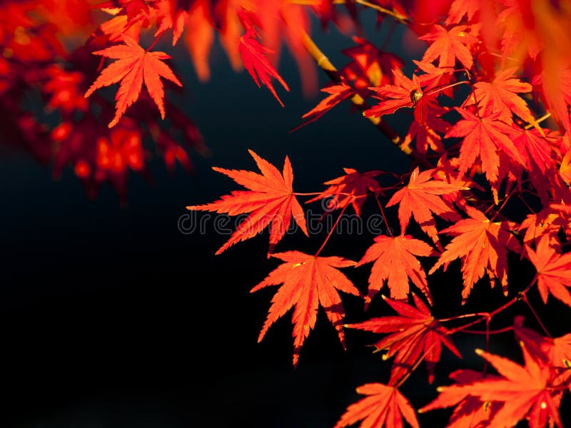 Red maple leafs in autumn
