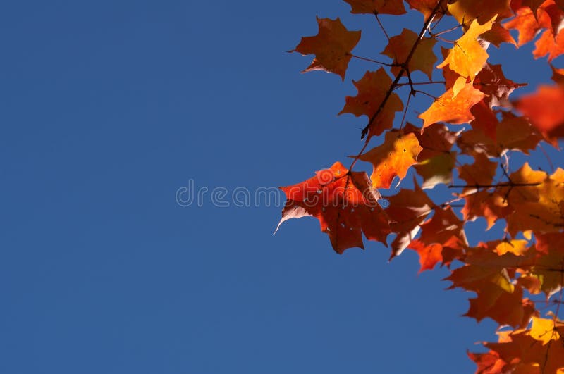 Red Maple Leaves stock photo