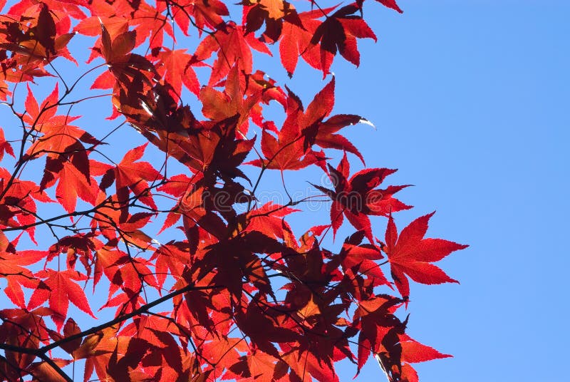 Red maple leaves