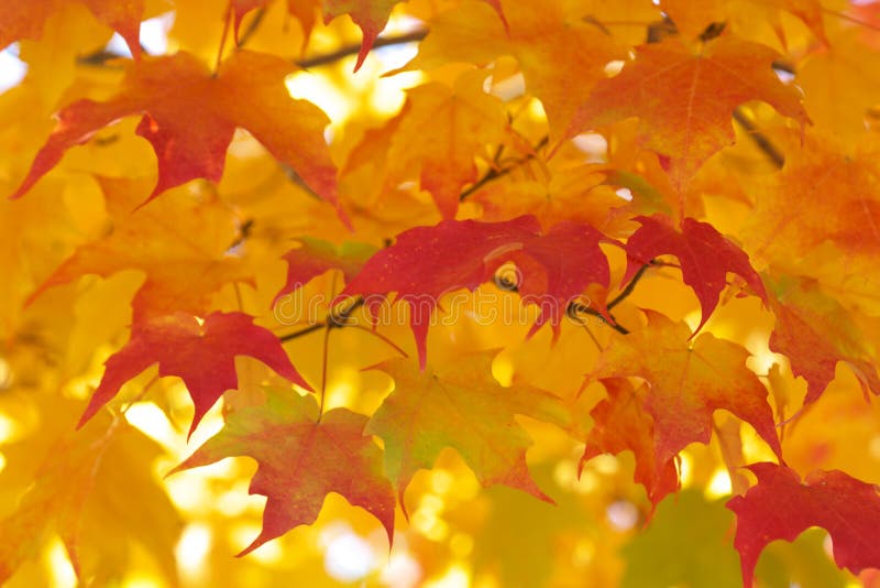 Red maple leaves