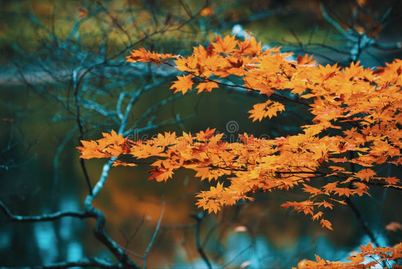 Mùa thu là mùa của những cánh lá cây phong đỏ rực rỡ. Bạn muốn tìm kiếm những hình ảnh sống động của mái vòm lá cây được chụp một cách tinh tế và nghệ thuật? Với nền mờ nền nhạt, sự kết hợp giữa màu sắc đầy chất cổ điển và hiện đại, hình nền này chắc chắn sẽ làm cho trái tim bạn thổn thức hơn. 