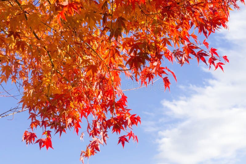 Red maple leaves with blue sky background