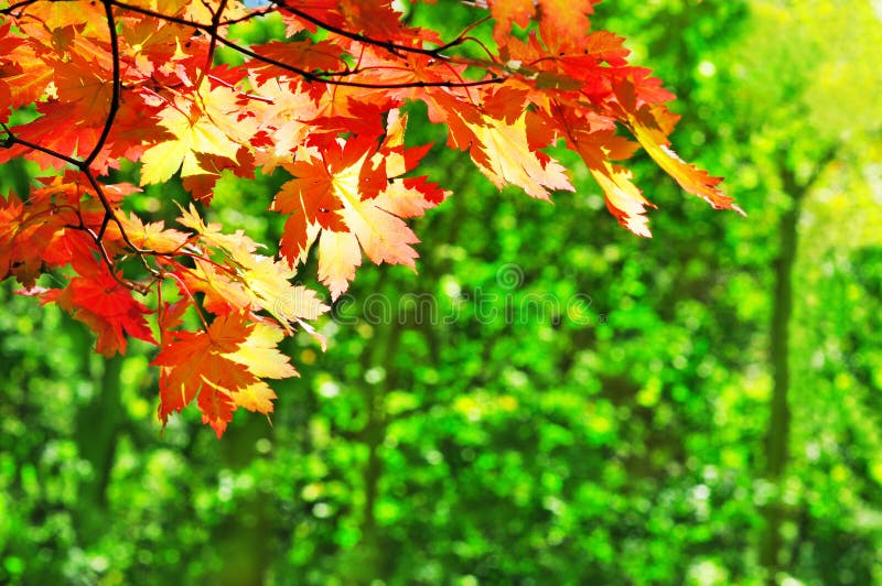 Red maple leaves on the fall forest background