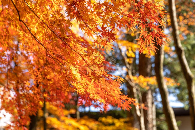 Red Maple Leaves Fluttering in the Wind Stock Photo - Image of leaf ...