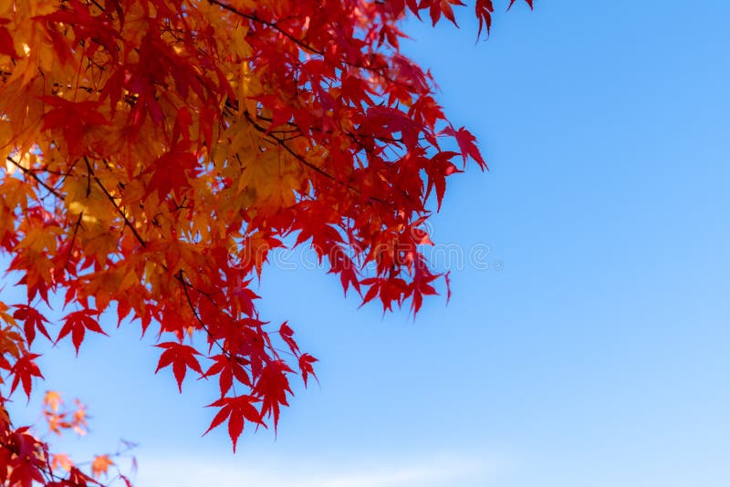 Red Maple Leaves Fluttering in the Wind with Blue Sky Stock Image Image of climate, blowing