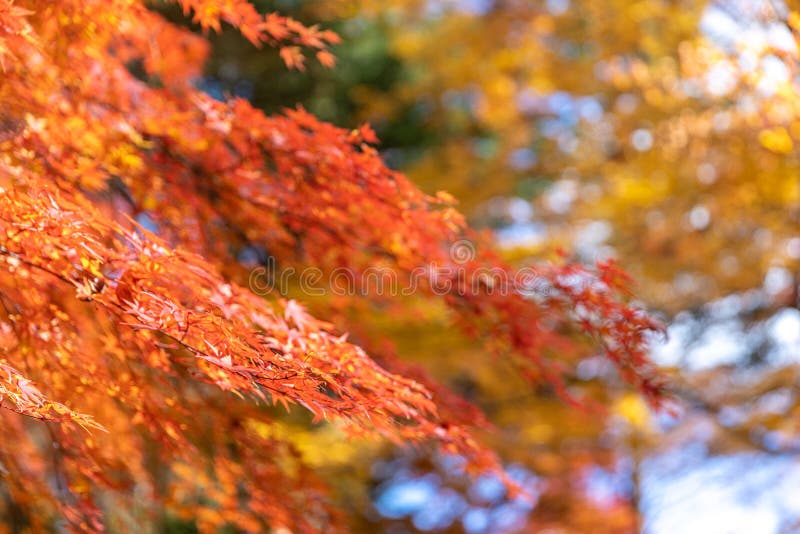 Red Maple Leaves Fluttering in the Wind Stock Photo - Image of feelings ...